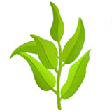 Зеленый чай