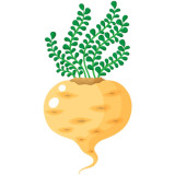 MACA MACA