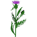 Розторопша