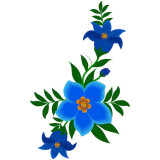 Примула Примула