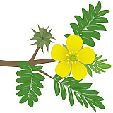 Трибулус Трибулус