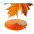 Maple syrup (кленовий сироп) 