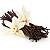Vanilla (ваниль) 