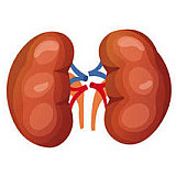 Для почек Для почек