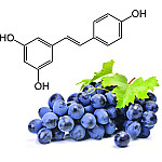 Ресвератрол