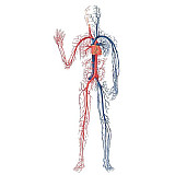 Поддержка вен Поддержка вен