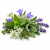 Alpine Herbs (альпійські трави) 