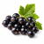 Black Currant (чорна смородина) 