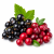 Black Currants-Cranberries (чорна смородина з журавлиною) 