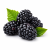 Blackberry (ожина) 