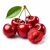 Cherry (вишня) 