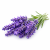 Lavender (лаванда) 