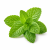 Mint (м'ята) 