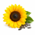 Sunflower (соняшник) 