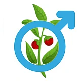 Ашваганда мужская производства США