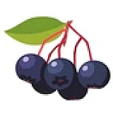 Чорна бузина