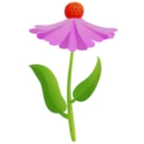 Ехінацея