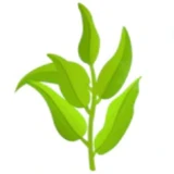 Зелений чай