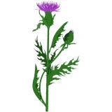 Розторопша