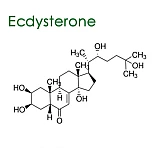 Екдистерон