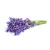 Lavender (лаванда) 
