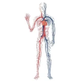 Підтримка вен