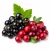 Black Currants-Cranberries (чорна смородина з журавлиною) 