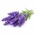 Lavender (лаванда) 