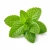 Mint (м'ята) 