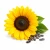 Sunflower (соняшник) 