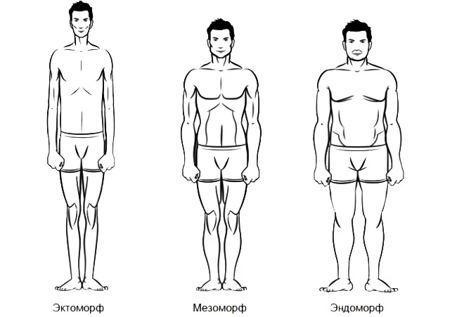Виды телосложения для выбора протеина или гейнера